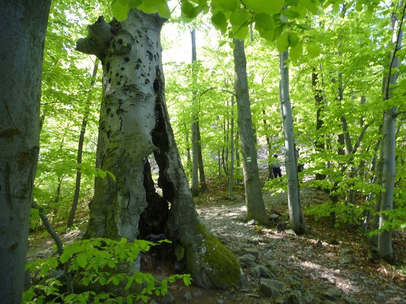 25.4.2015 Cerová vrchovina-Šomoška