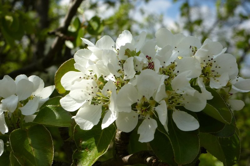 25.4.2015 Cerová vrchovina-Šomoška
