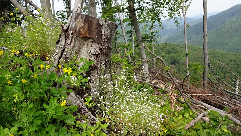 28.5.2016: Hradová