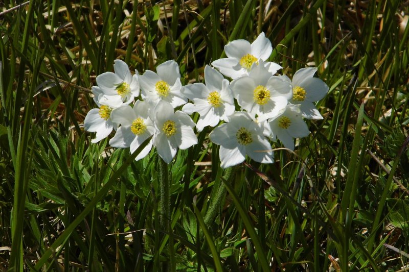 3.6.2017: Veľká Fatra: Krížna