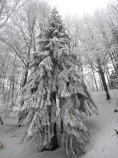 13.1.2018: Kremnické vrchy (južný okruh)