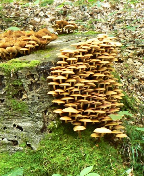 14.8.2011 Veporské vrchy: Strelníky – Osrblie – foto 16