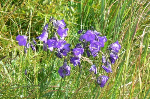 6.8.2011 Nízke Tatry – Ďumbier, Chopok – foto 7