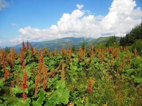 Pohľad na Ďumbierske Nízke Tatry