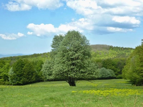 Inovecké sedlo