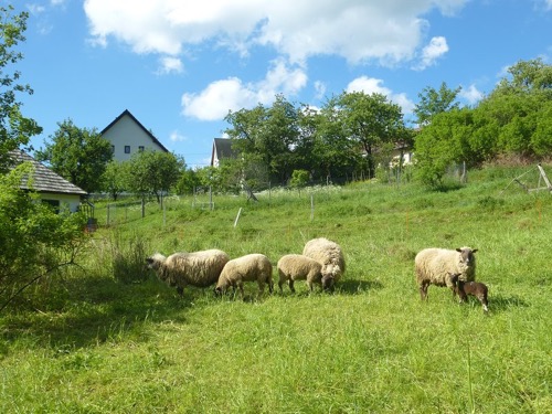 Kľak