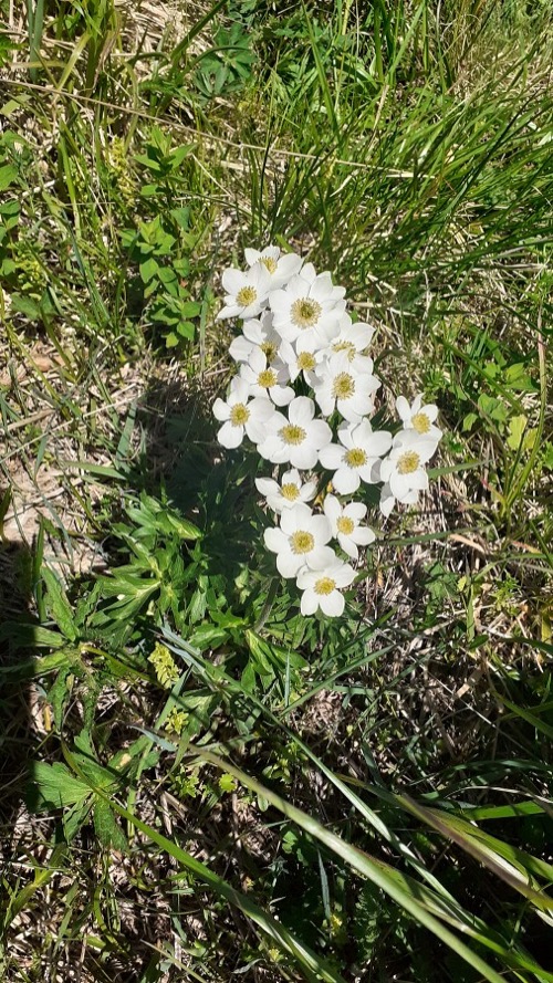 3.6.2023 Krížna – foto 10