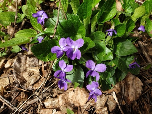 30.3.2024 Ponická Lehôtka – Slovenská Ľupča – foto 3
