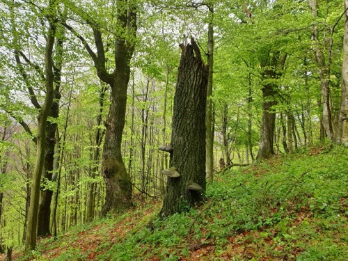 Prales pod Štálovou